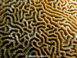 Playing with macro. Beqa lagoon, Fiji by Steve Fargo 